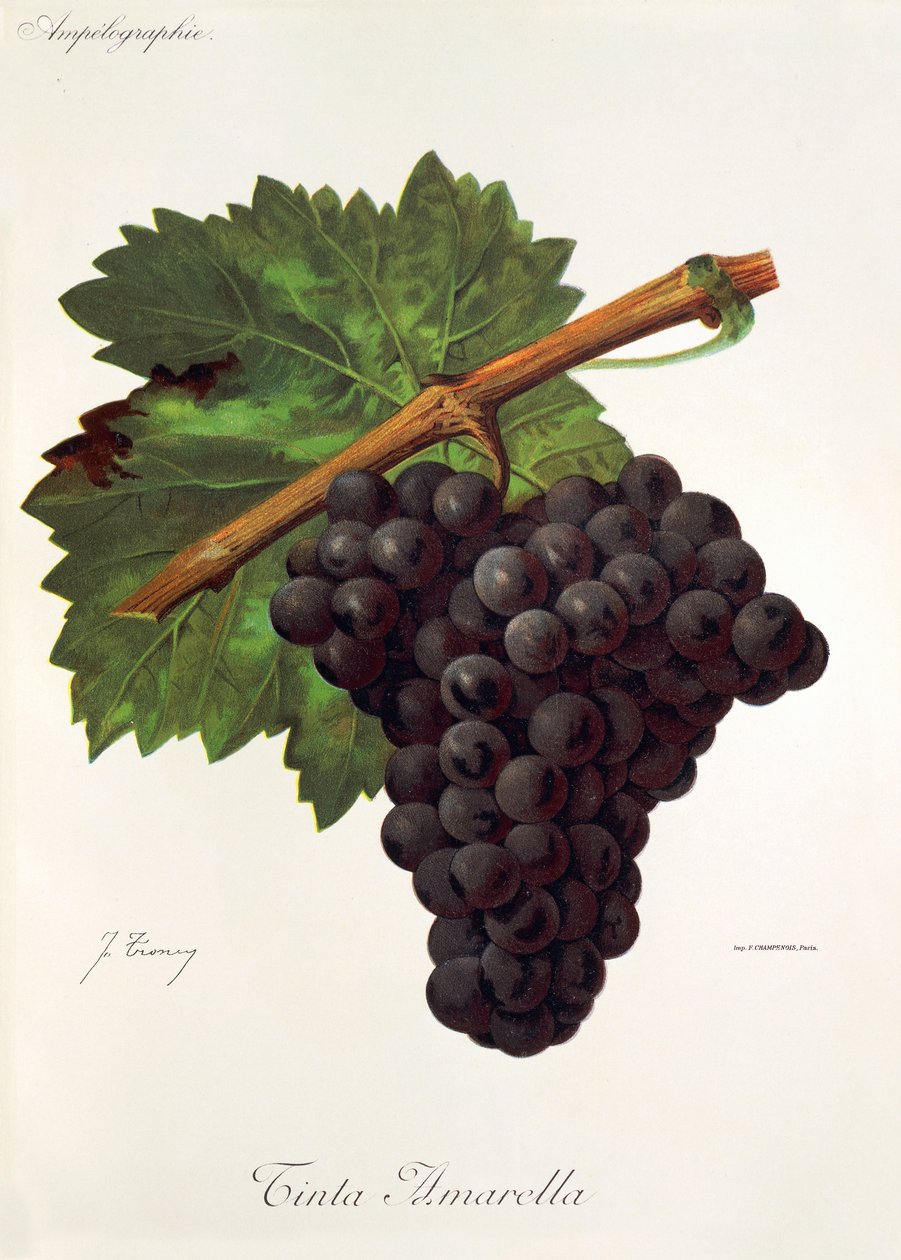 Tinto Amarella grape by Jules Troncy