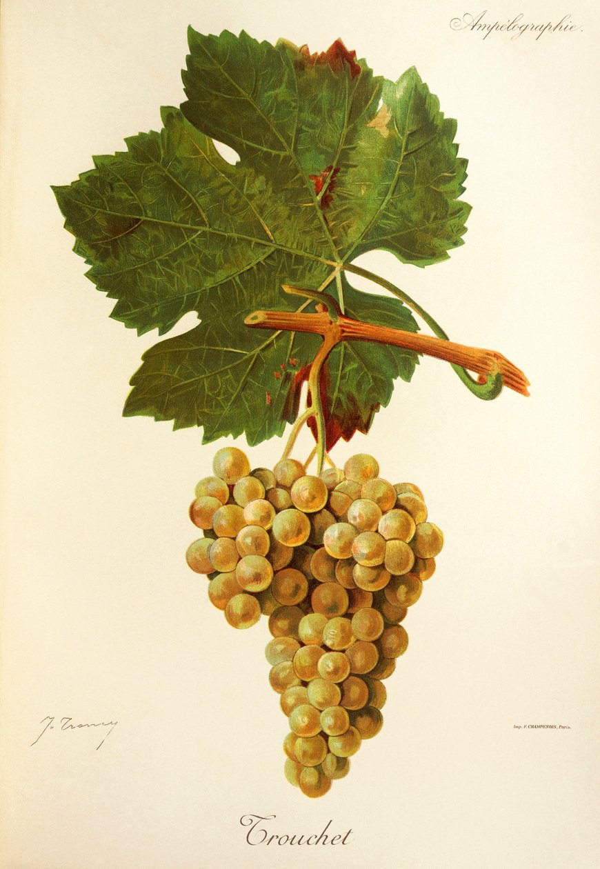 Trouchet grape by Jules Troncy
