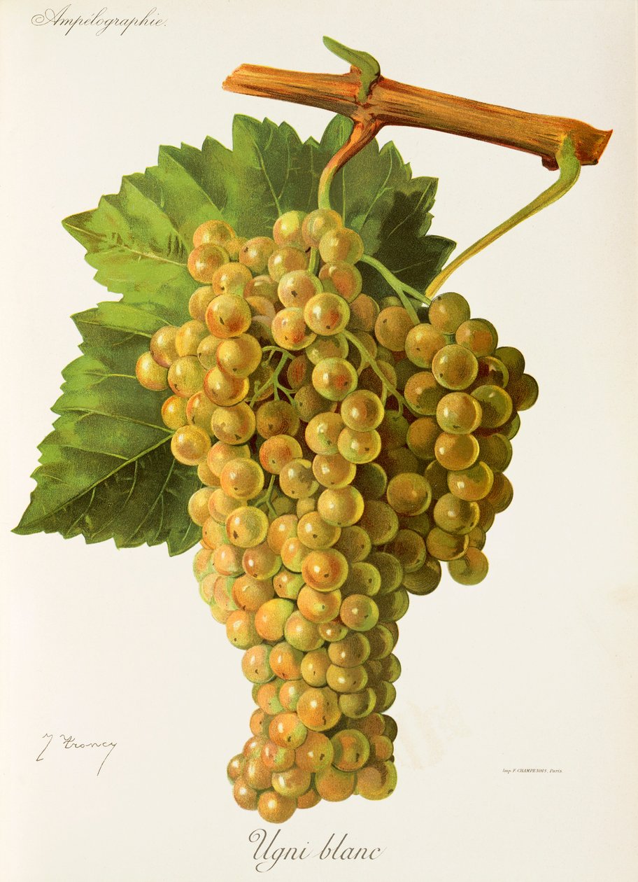 Ugni Blanc grape by Jules Troncy