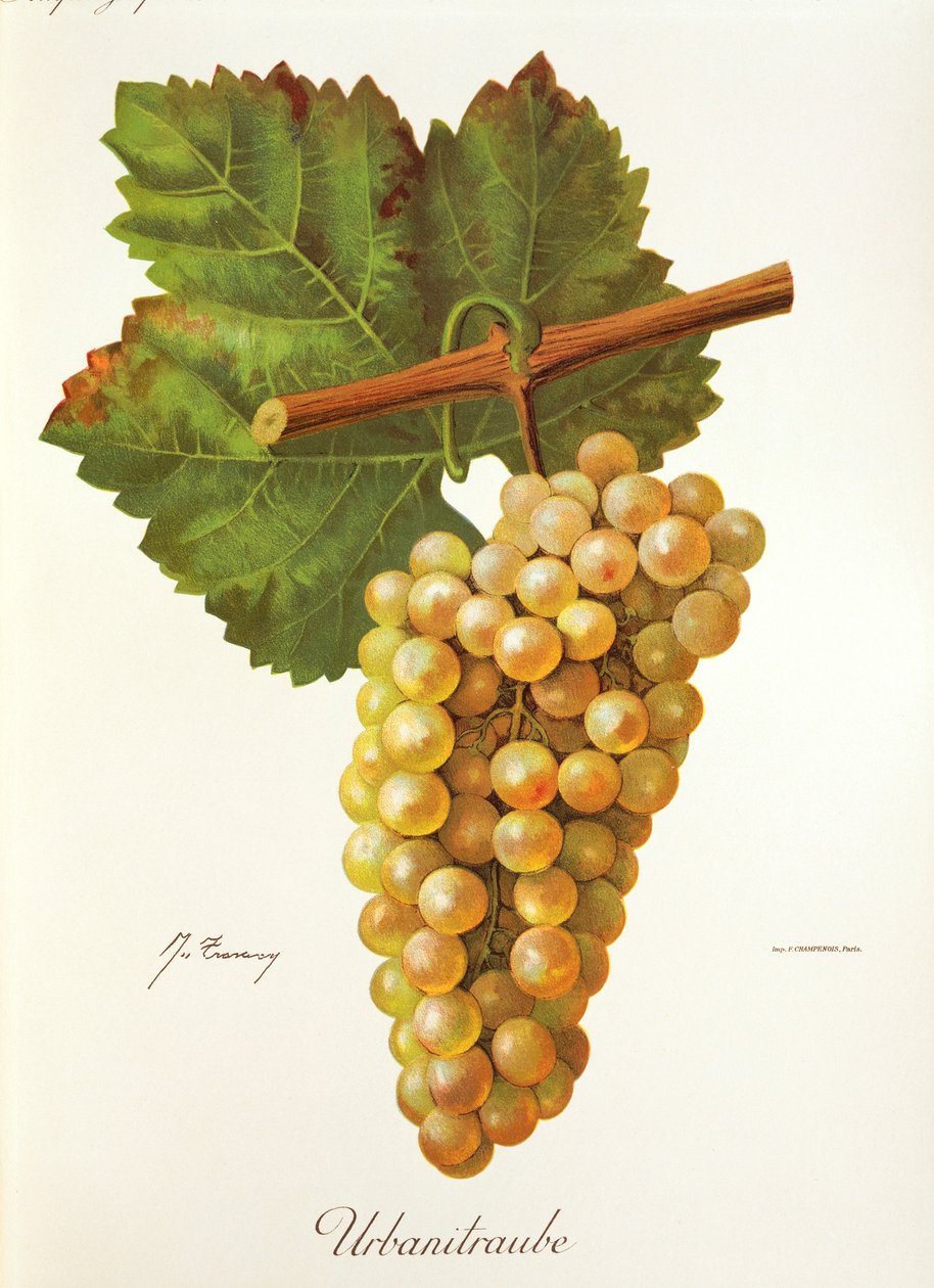 Urbanitraube grape by Jules Troncy