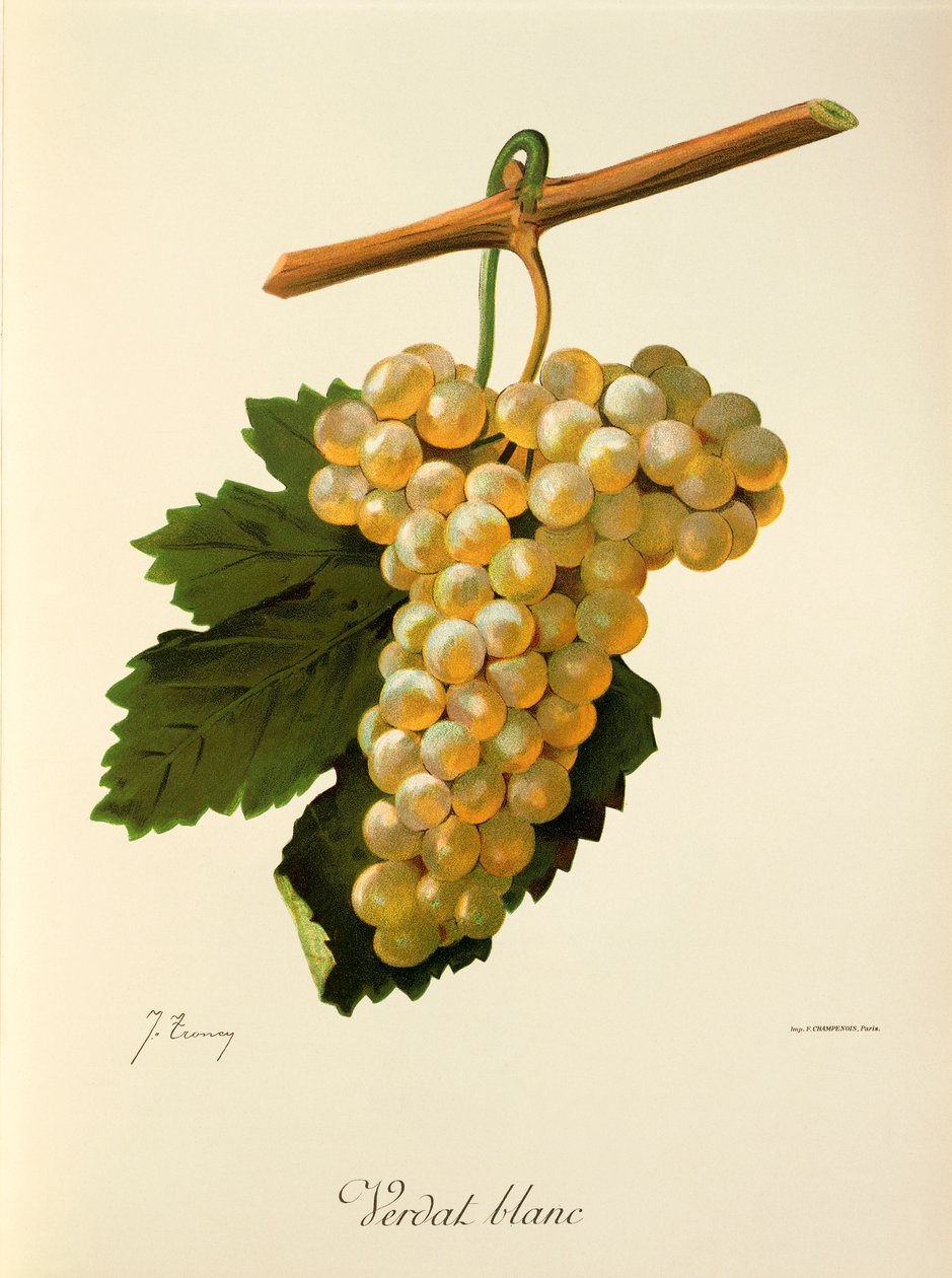 Verdat Blanc grape by Jules Troncy