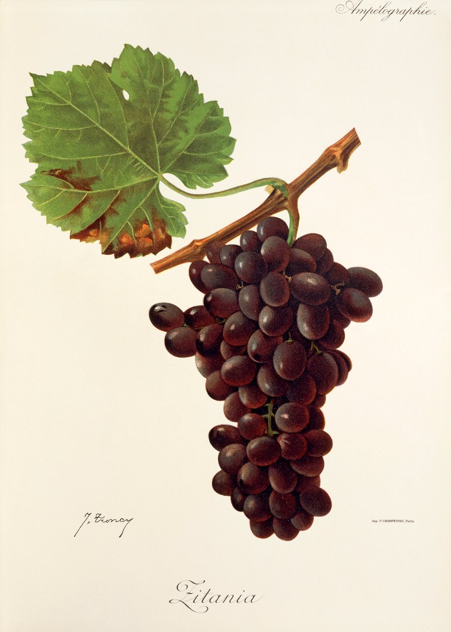 Zitania grape by Jules Troncy