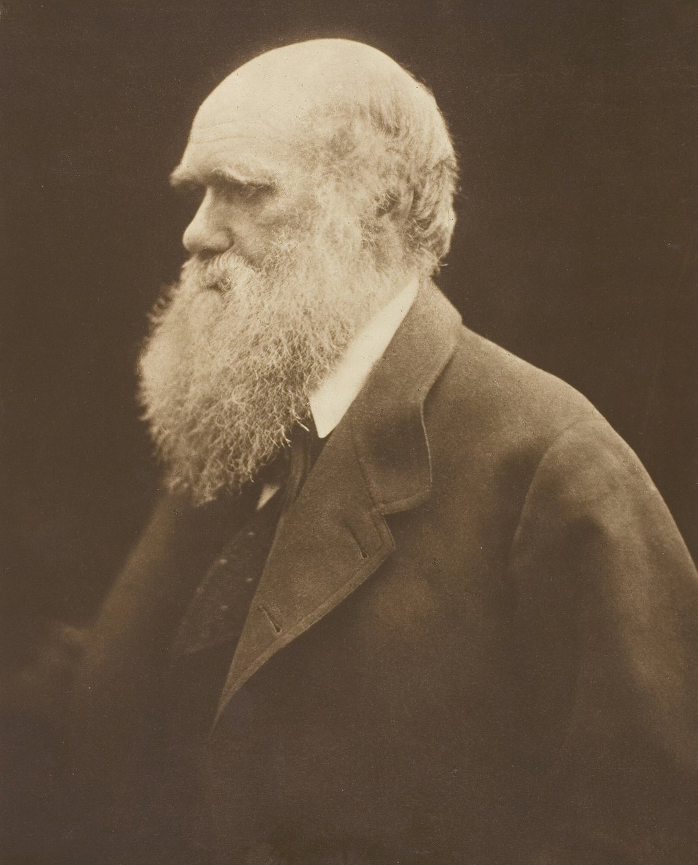 Charles Darwin by Julia Margaret Cameron