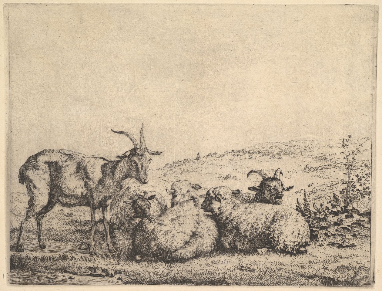 Two Goats and Three Sheep by Karel Du Jardin