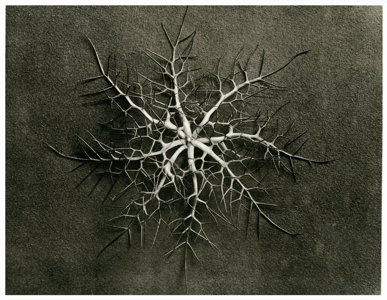 Nigella Damascena by Karl Blossfeldt