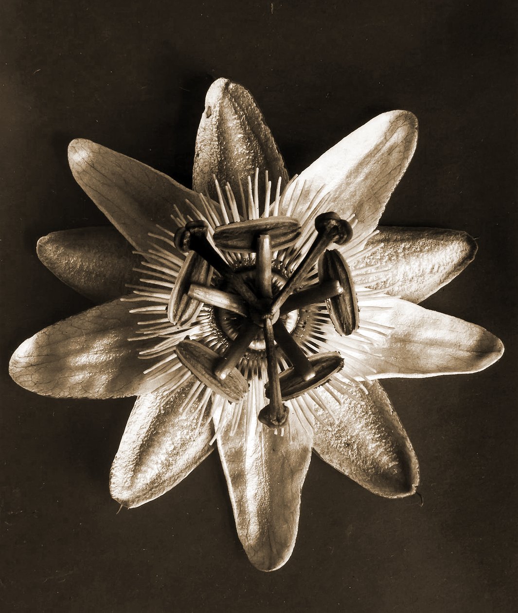 Passiflora, 1929 by Karl Blossfeldt