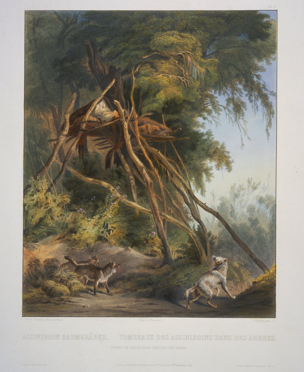 Tombs of the Assiniboin Indians on Trees by Karl Bodmer