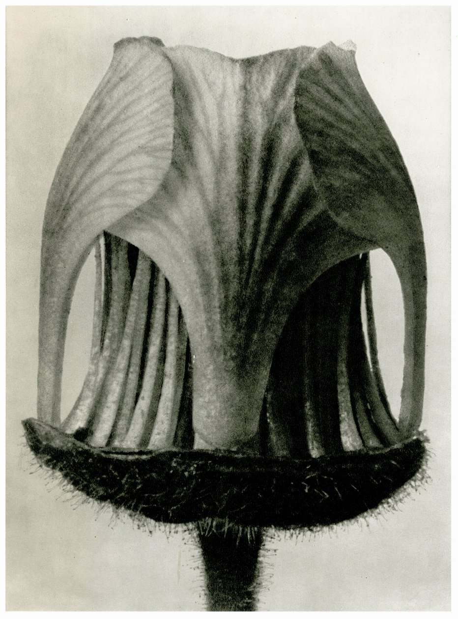 Geum Rivale by Karl Blossfeldt