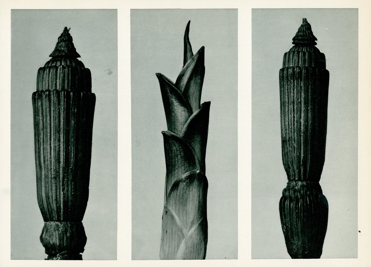Horsetail Rush by Karl Blossfeldt