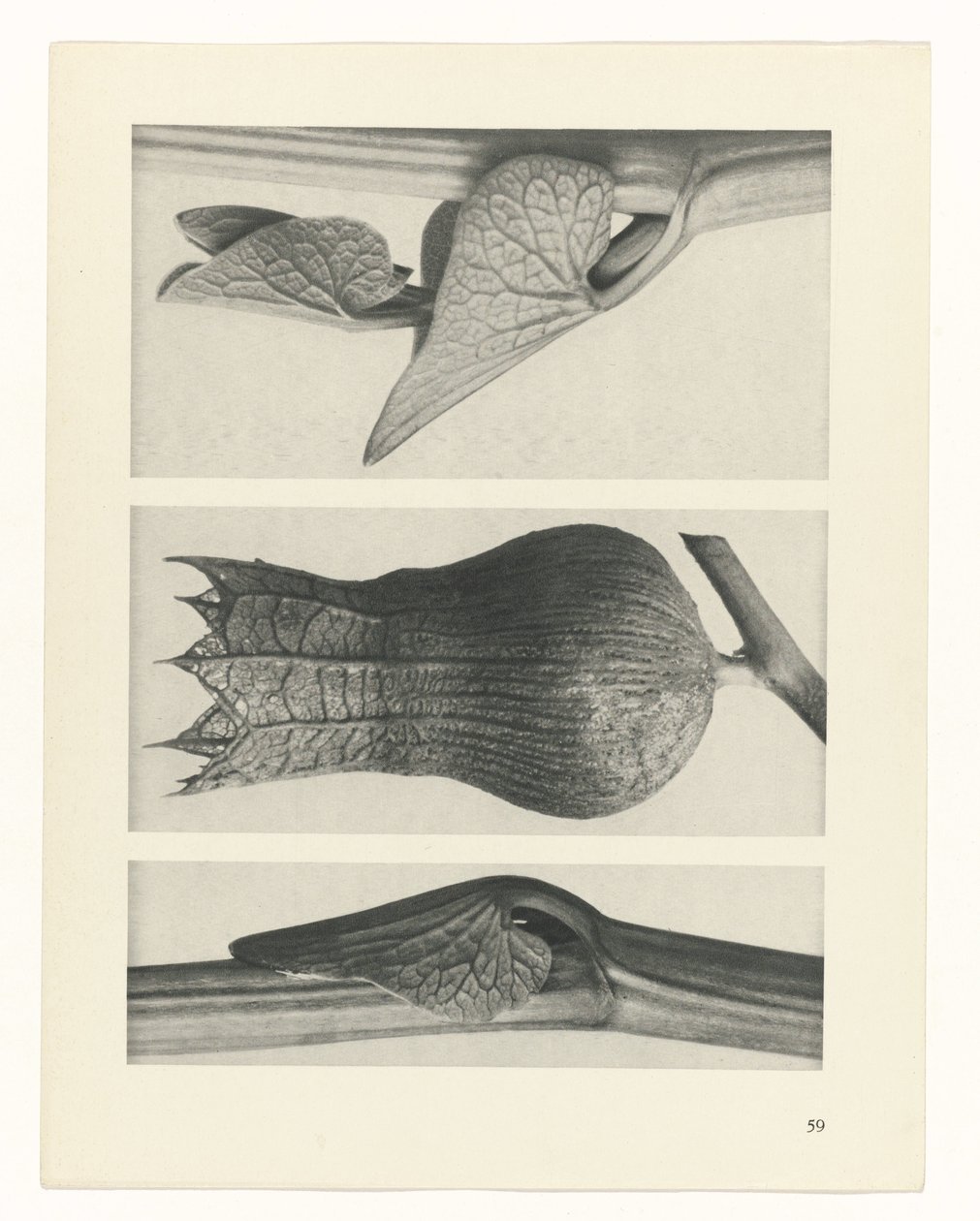 Plant Study by Karl Blossfeldt