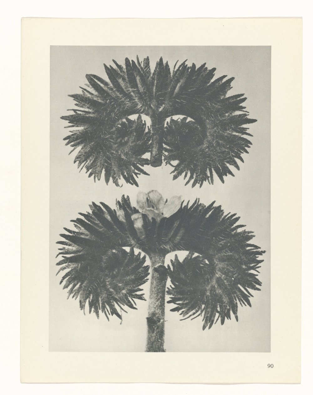 Plant Study by Karl Blossfeldt