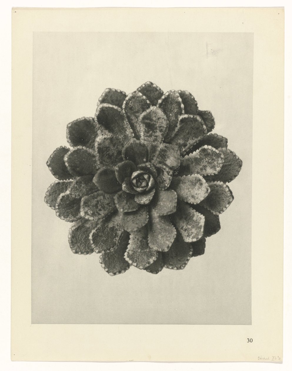 Plant Study (Urformen der Kunst series) by Karl Blossfeldt