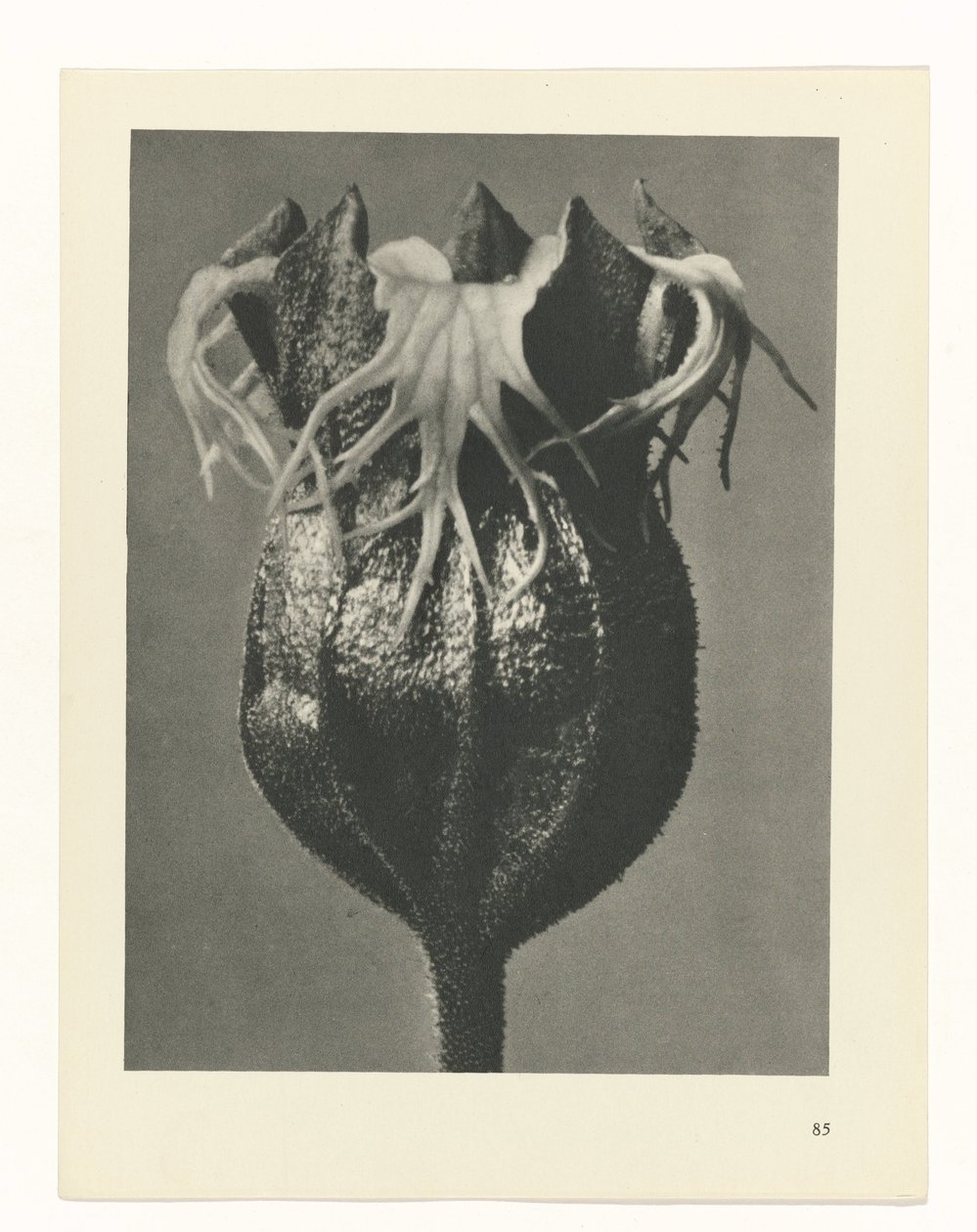 Plant Study (Urformen der Kunst series) by Karl Blossfeldt