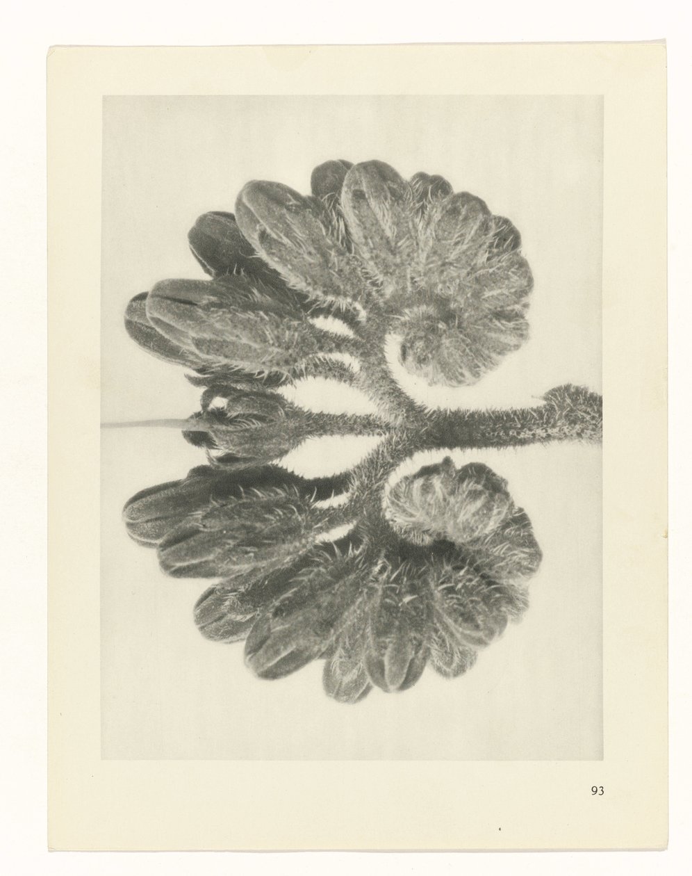 Plant Study (Urformen der Kunst series) by Karl Blossfeldt
