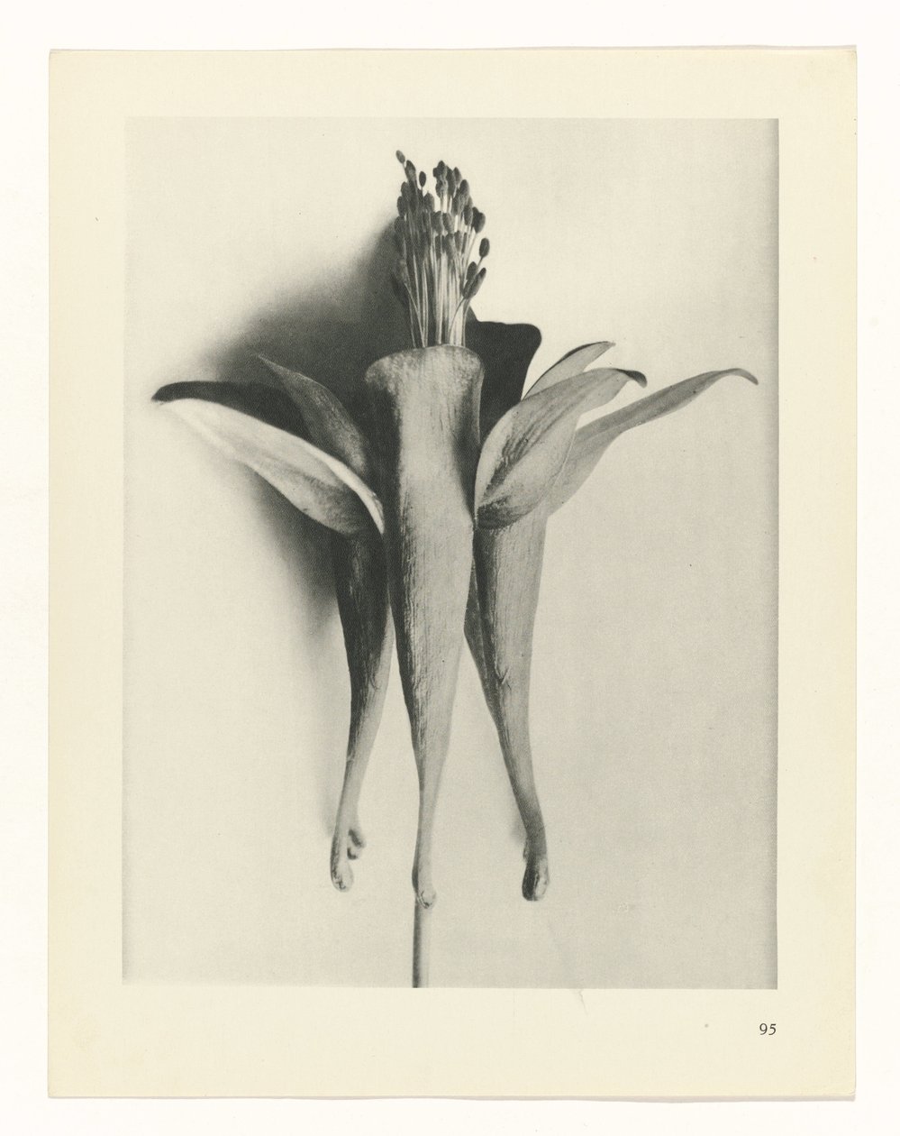 Plant Study (Urformen der Kunst series) by Karl Blossfeldt
