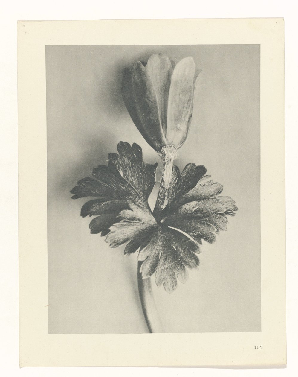 Plant Study (Urformen der Kunst series) by Karl Blossfeldt