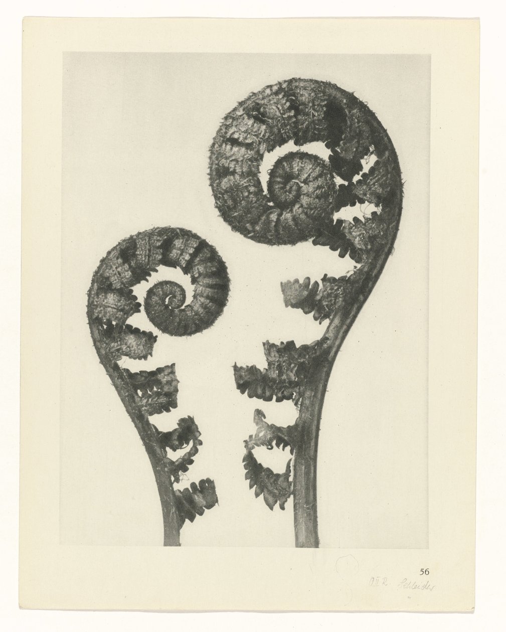 Plant Study (Urformen der Kunst series) by Karl Blossfeldt