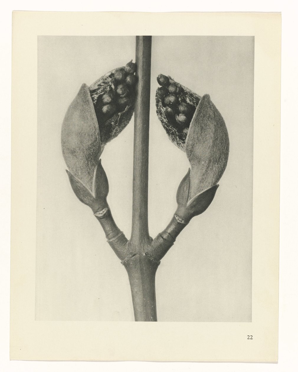Plant Study (Urformen der Kunst series) by Karl Blossfeldt