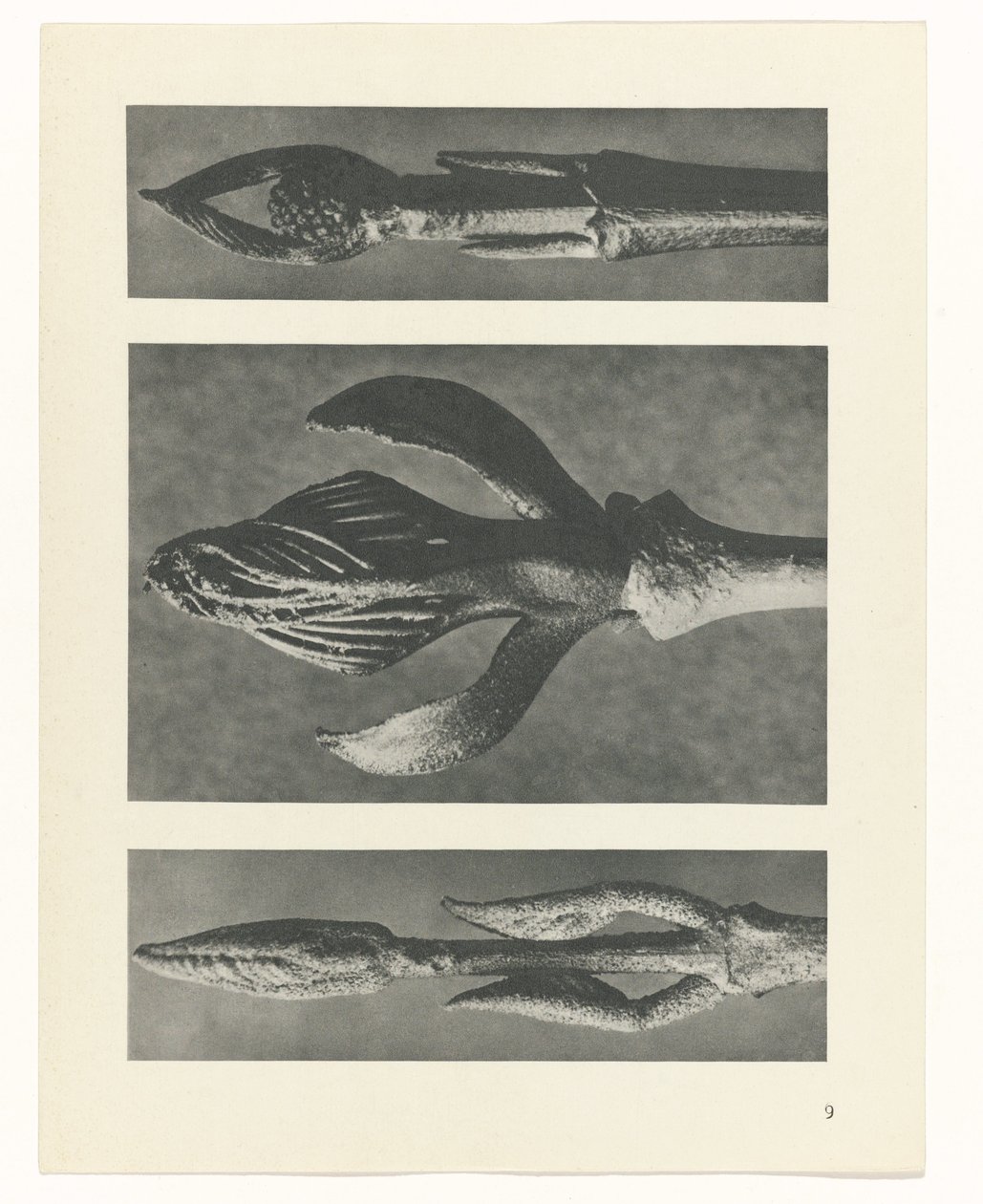 Plant Study (Urformen der Kunst series) by Karl Blossfeldt