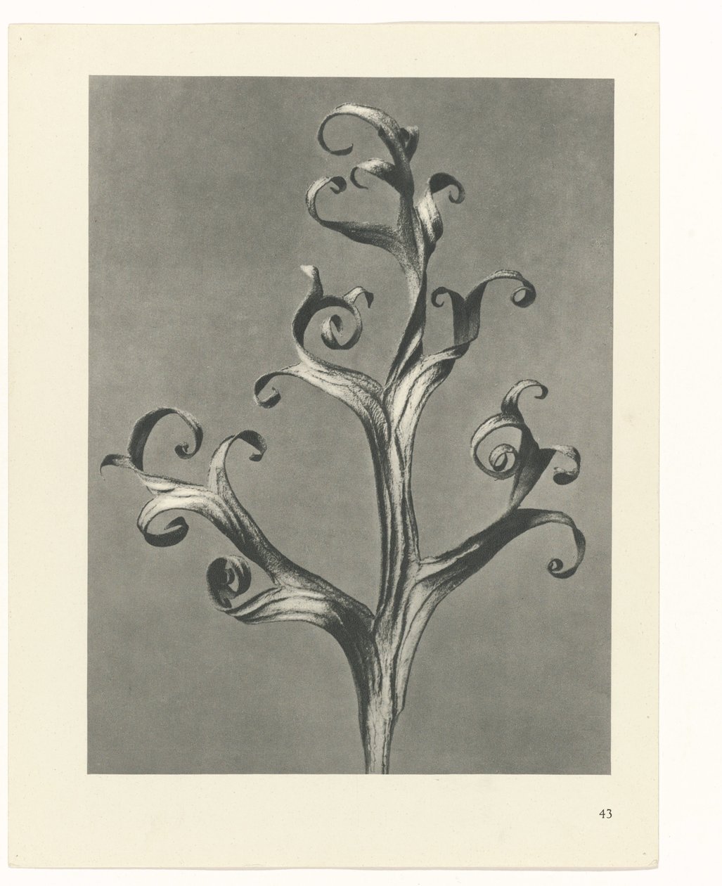 Plant Study (Urformen der Kunst series) by Karl Blossfeldt