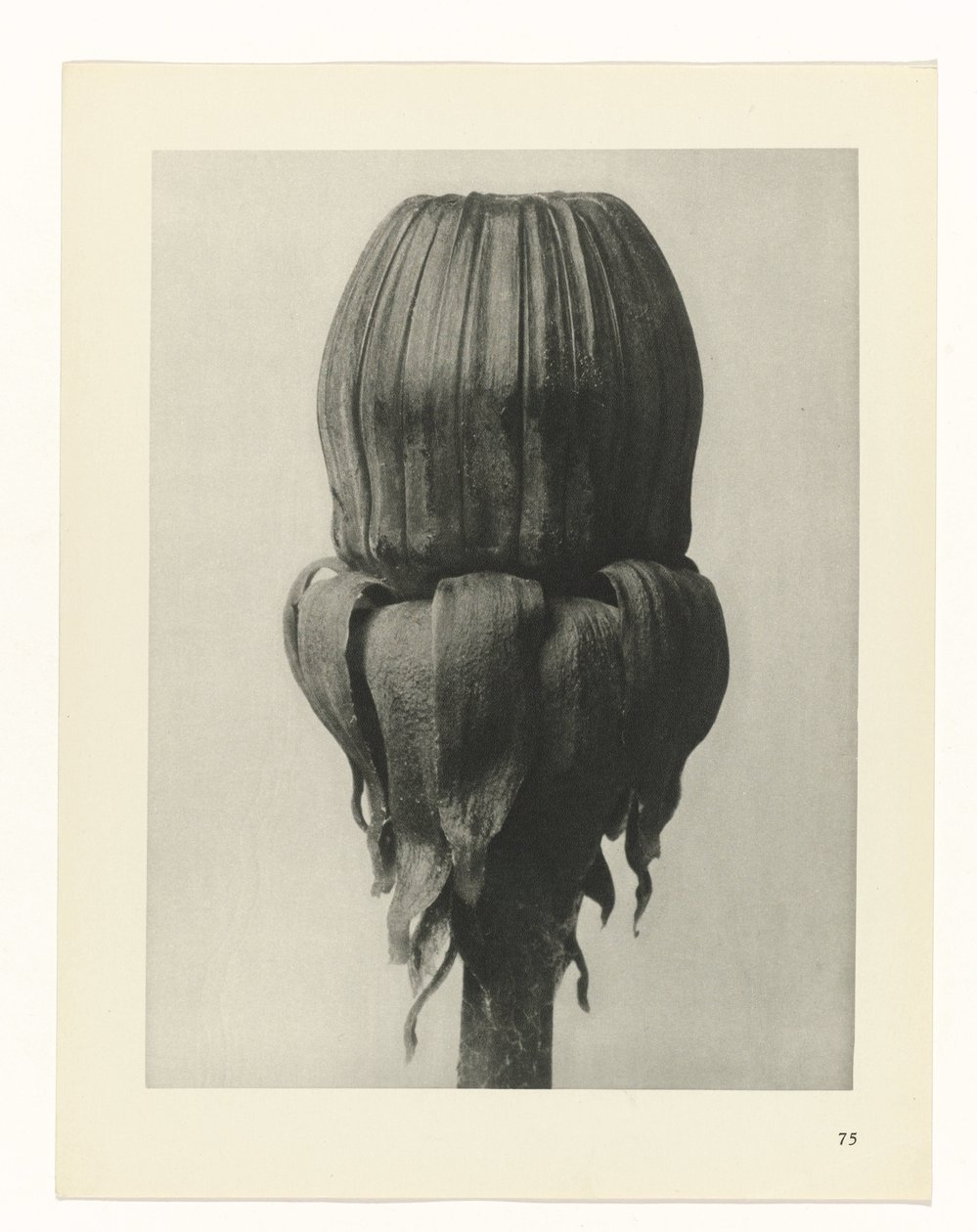Plant Study (Urformen der Kunst series) by Karl Blossfeldt