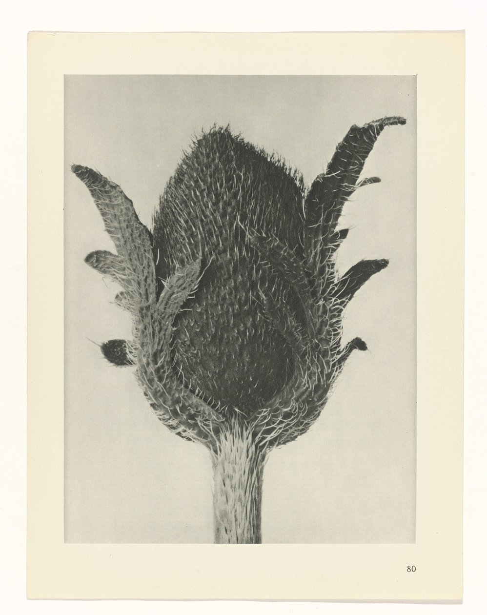 Plant Study (Urformen der Kunst series) by Karl Blossfeldt