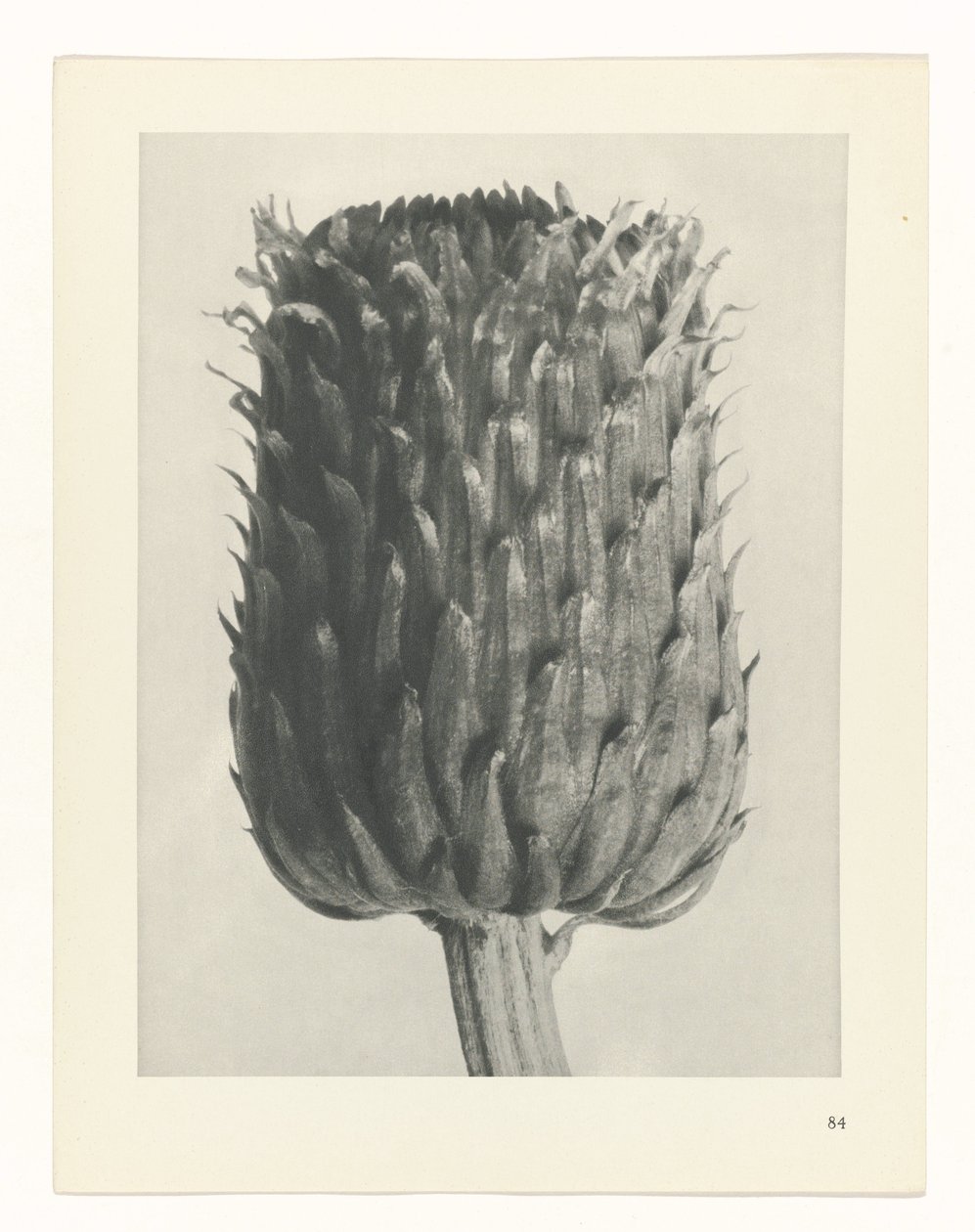 Plant Study (series title: Urformen der Kunst) by Karl Blossfeldt