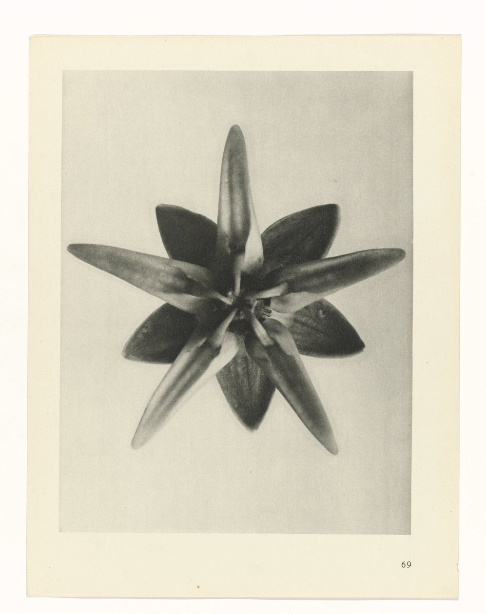 Plant Study (series title: Urformen der Kunst) by Karl Blossfeldt