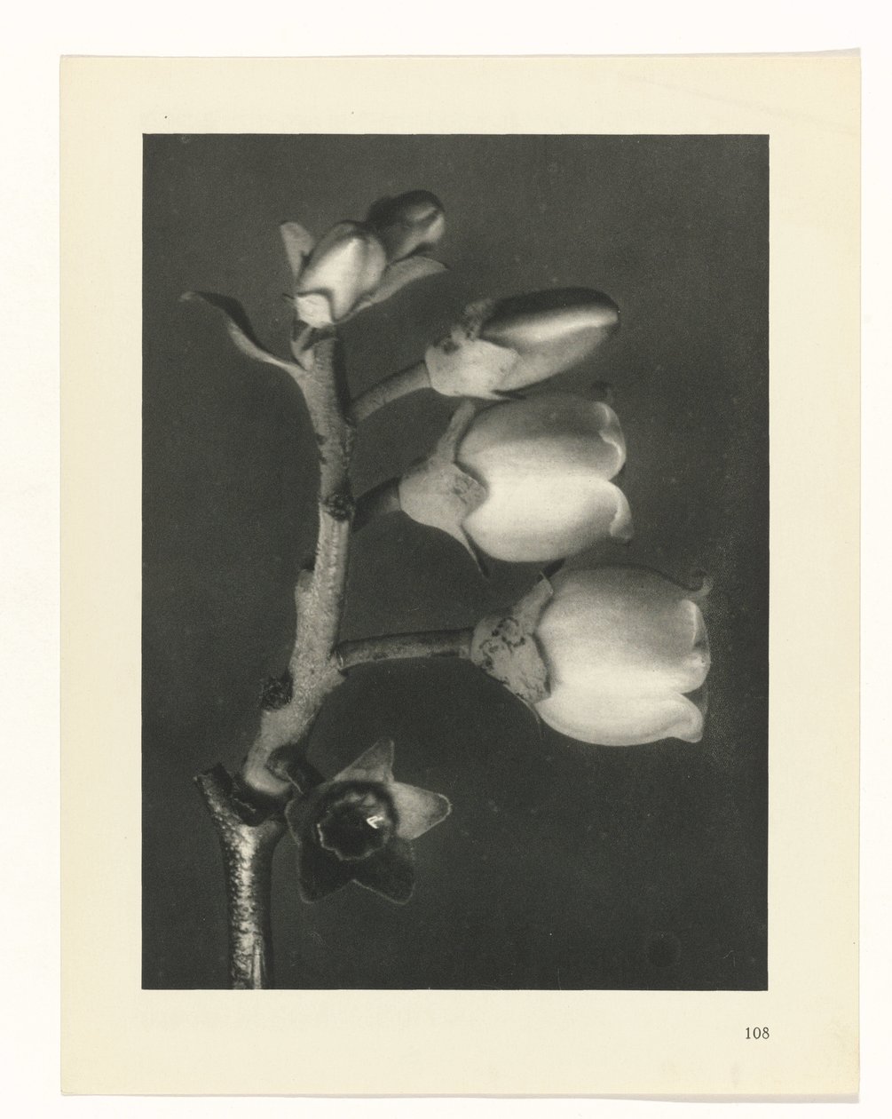 Plant Study (series title: Urformen der Kunst) by Karl Blossfeldt