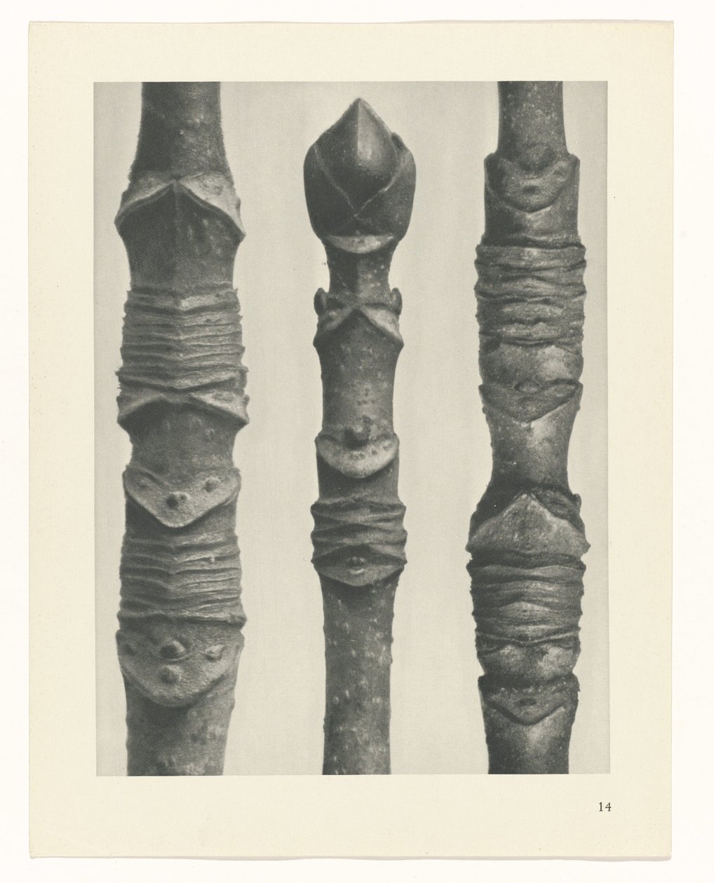 Plant Study (series title: Urformen der Kunst) by Karl Blossfeldt