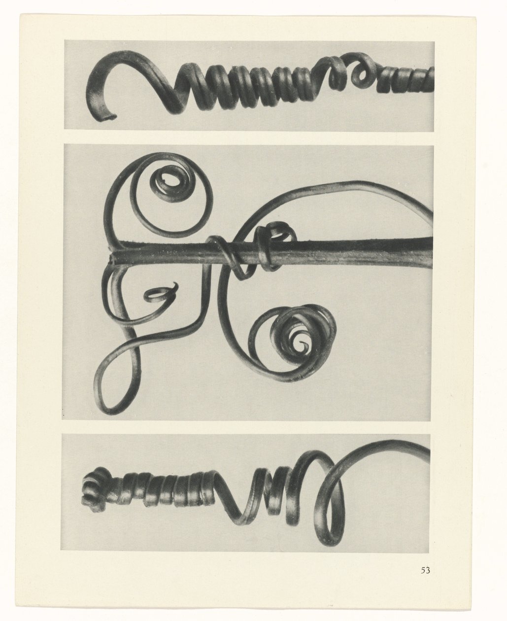Plant Study (series title: Urformen der Kunst) by Karl Blossfeldt