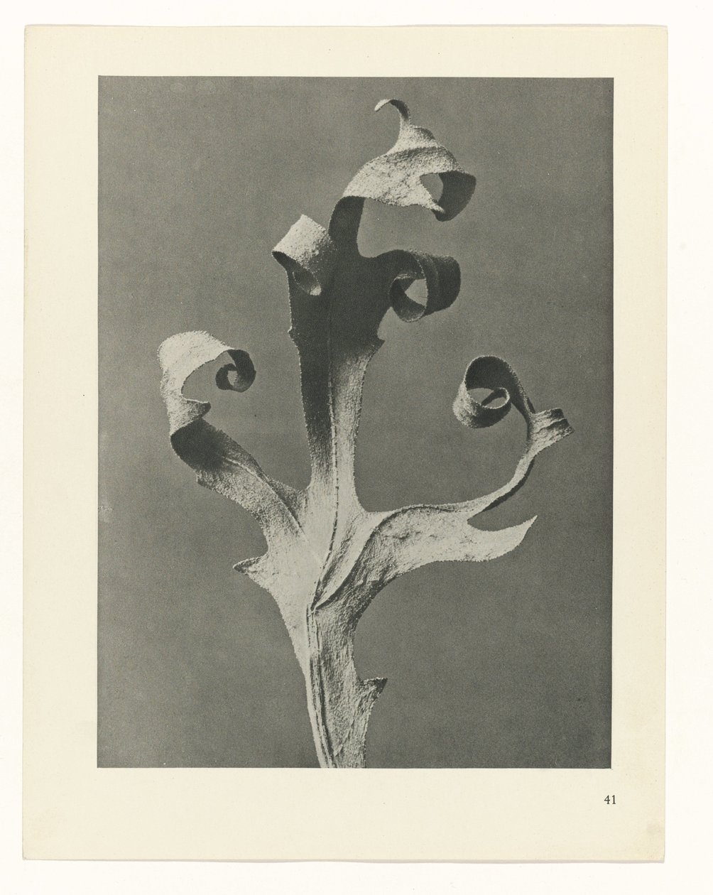 Plant Study (series title: Urformen der Kunst) by Karl Blossfeldt