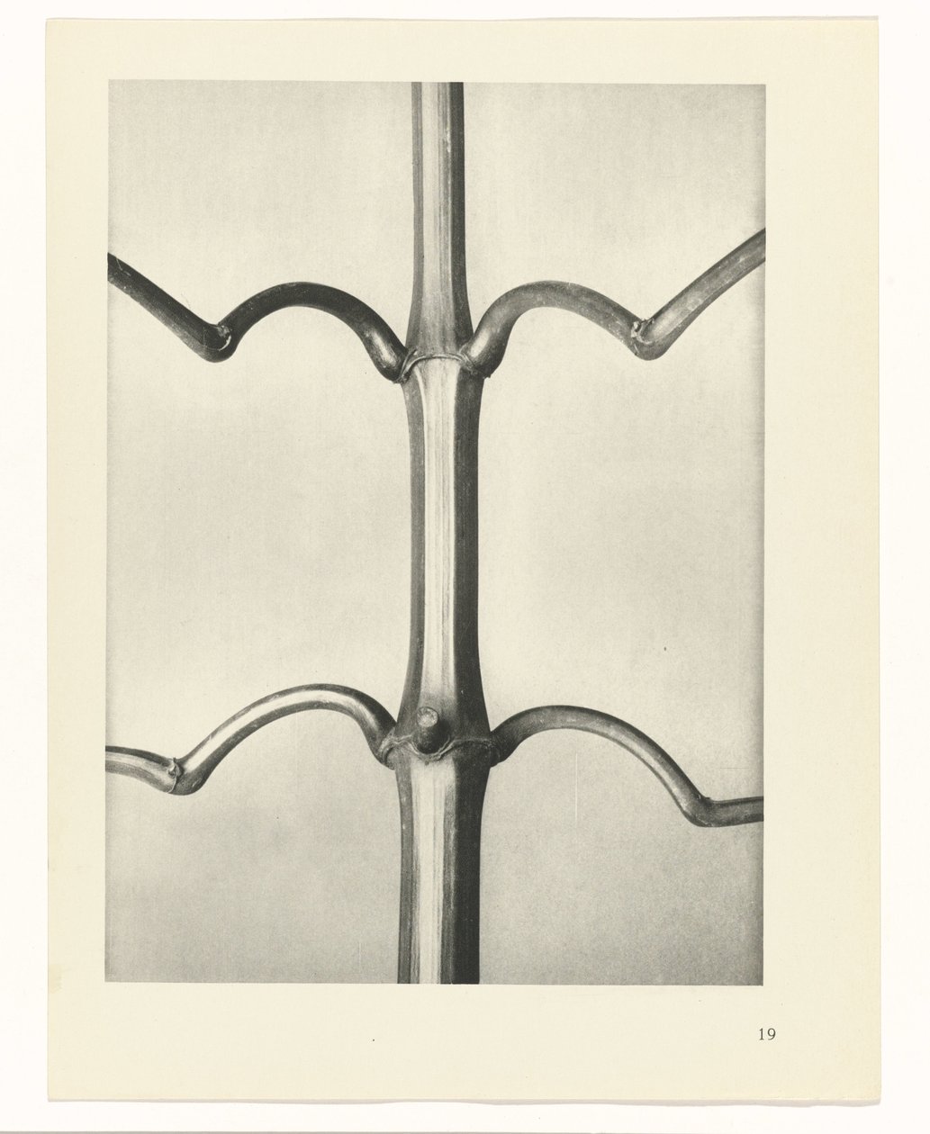 Plant Study (series title: Urformen der Kunst) by Karl Blossfeldt