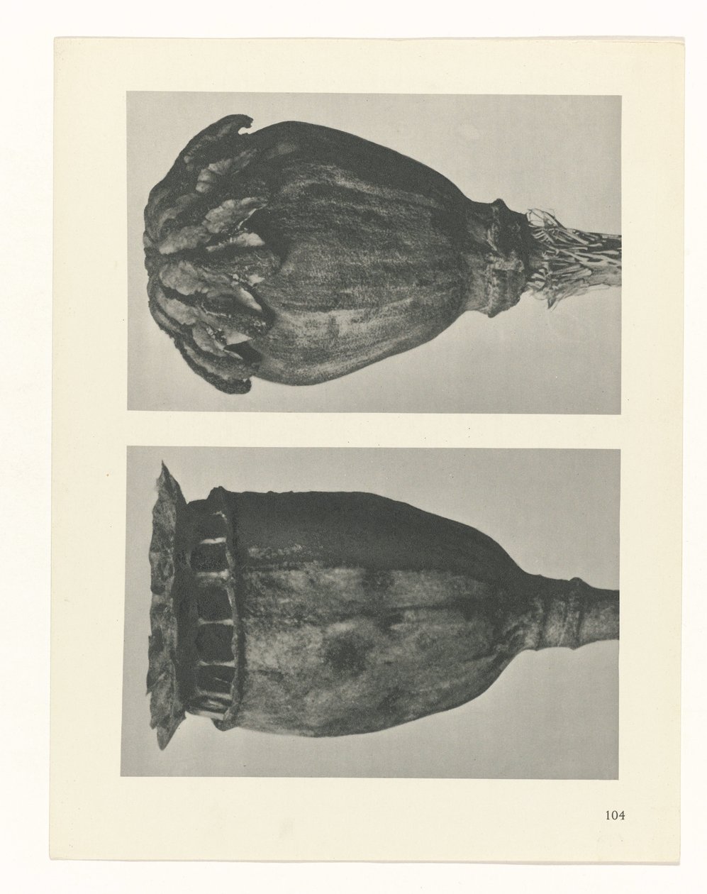 Plant Study (series title: Urformen der Kunst) by Karl Blossfeldt