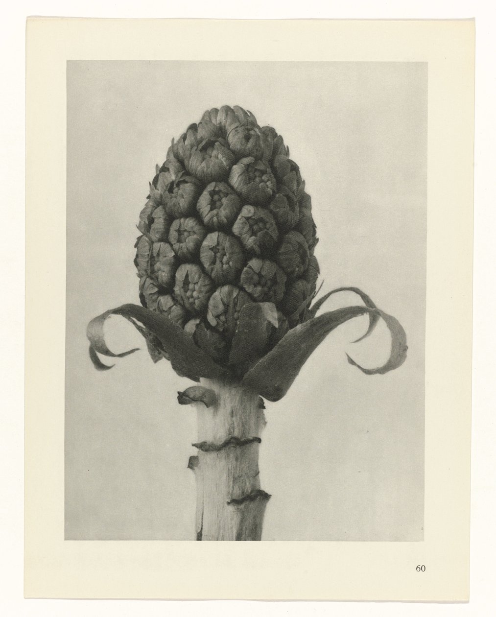 Plant Study (series title: Urformen der Kunst) by Karl Blossfeldt