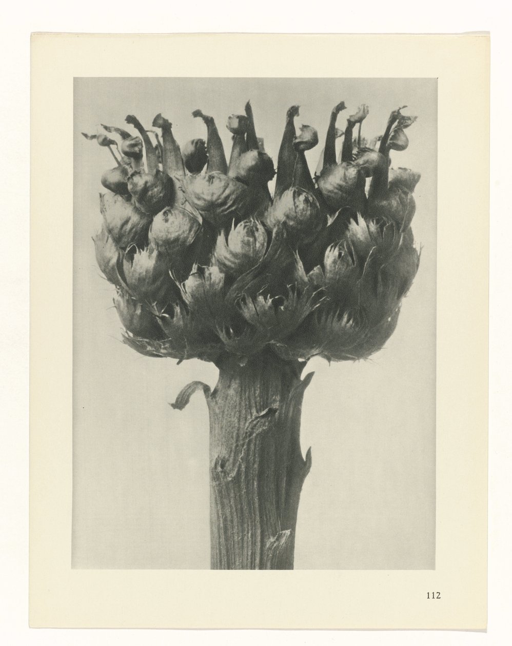 Plant Study (series title: Urformen der Kunst) by Karl Blossfeldt