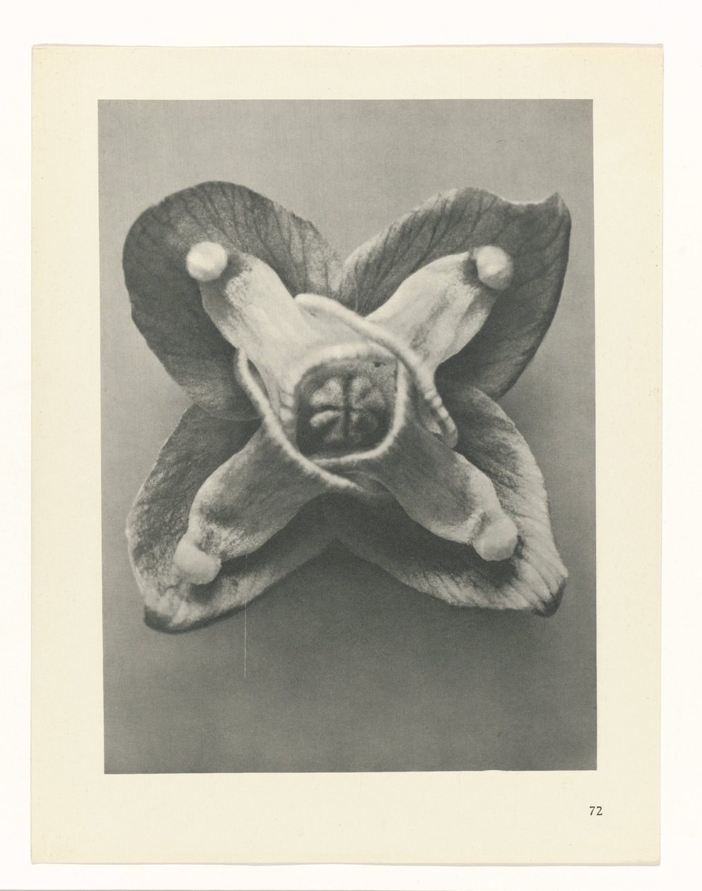Plant Study (series title: Urformen der Kunst) by Karl Blossfeldt
