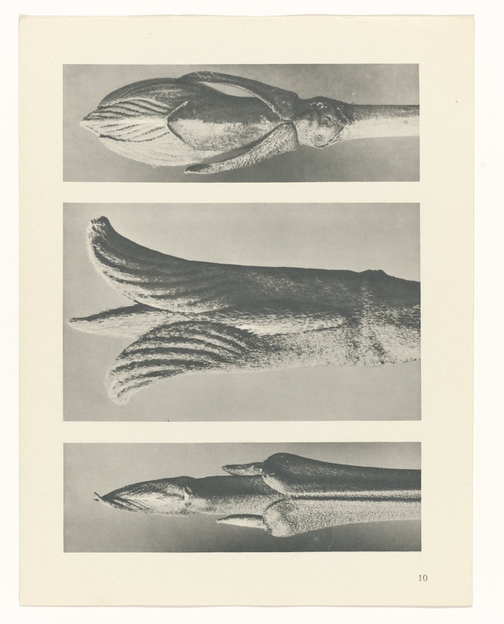 Plant Study (series title) by Karl Blossfeldt