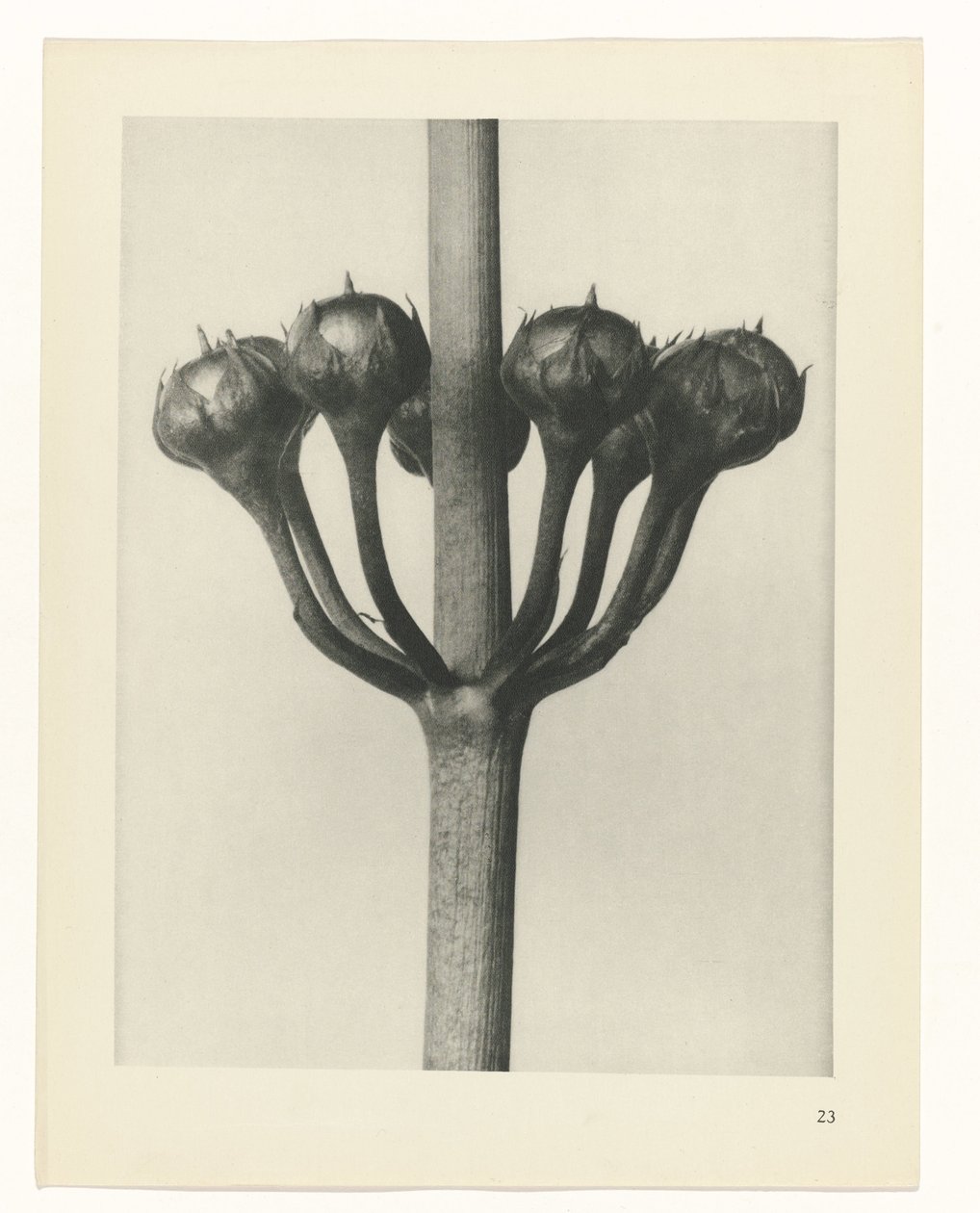 Plant Study (series title) by Karl Blossfeldt