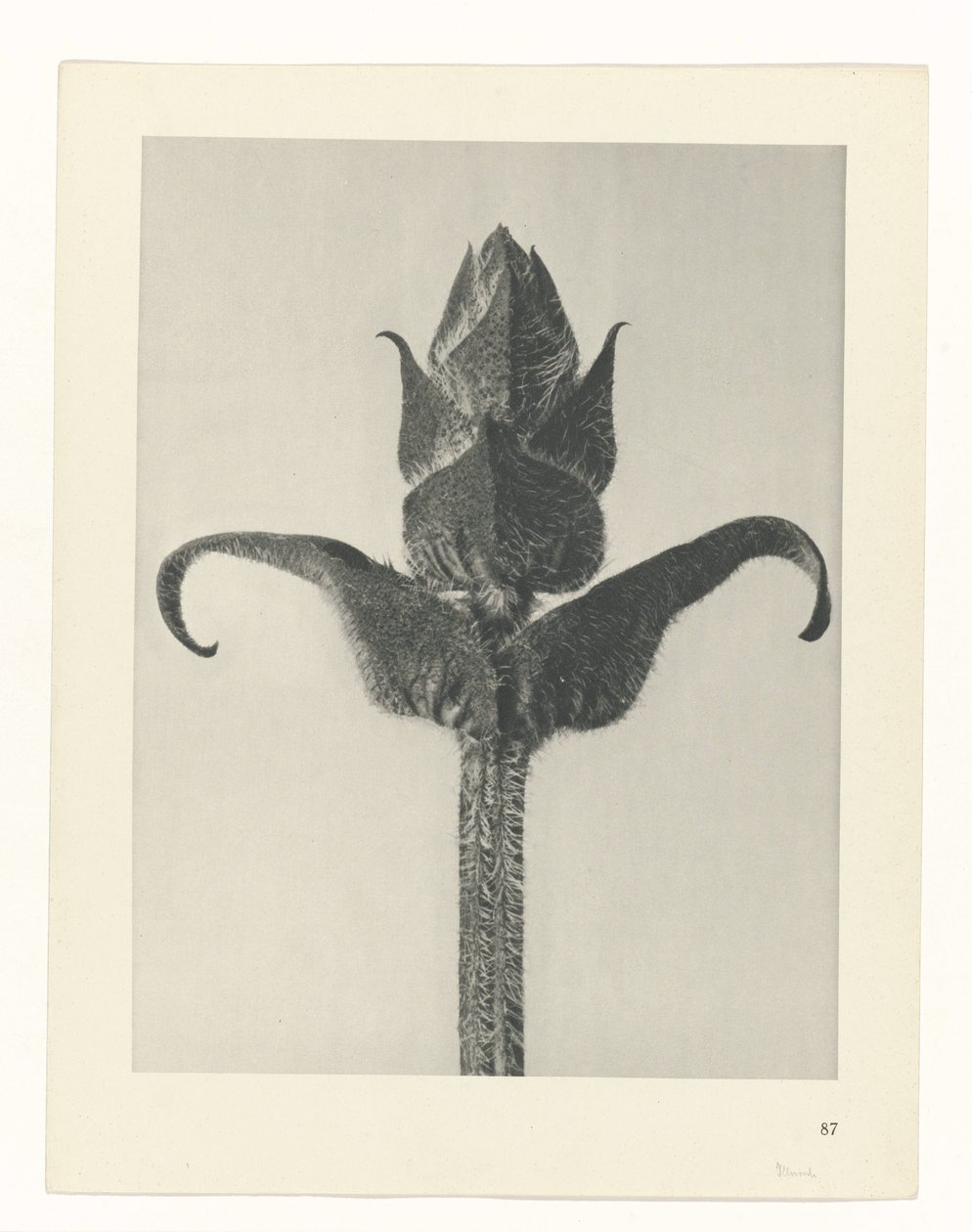 Plant Study (Urformen der Kunst series) by Karl Blossfeldt
