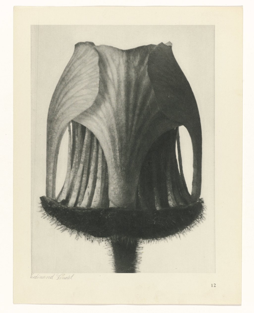 Plant Study (Urformen der Kunst series) by Karl Blossfeldt