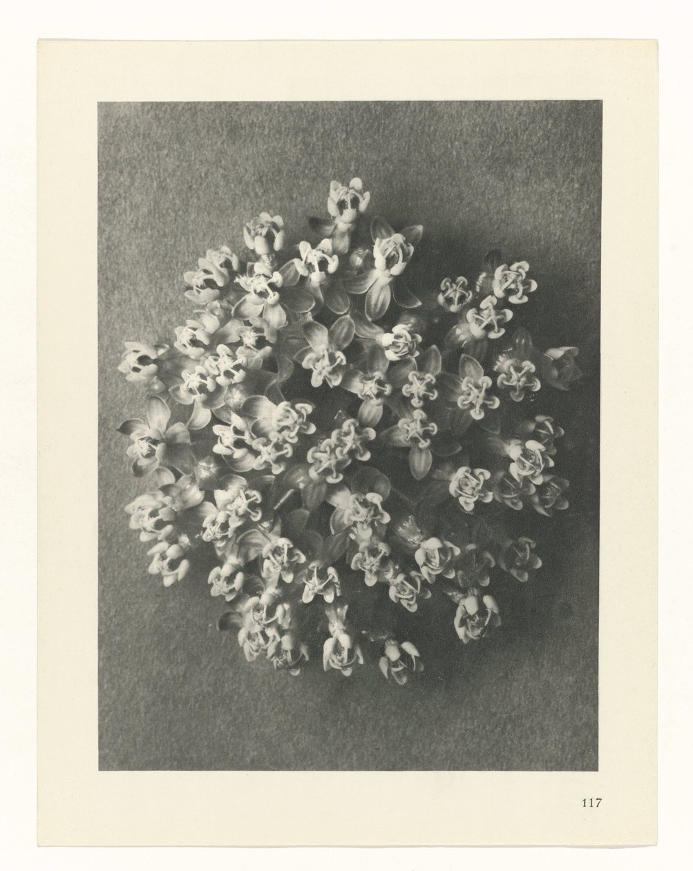 Plant Study (Urformen der Kunst series) by Karl Blossfeldt