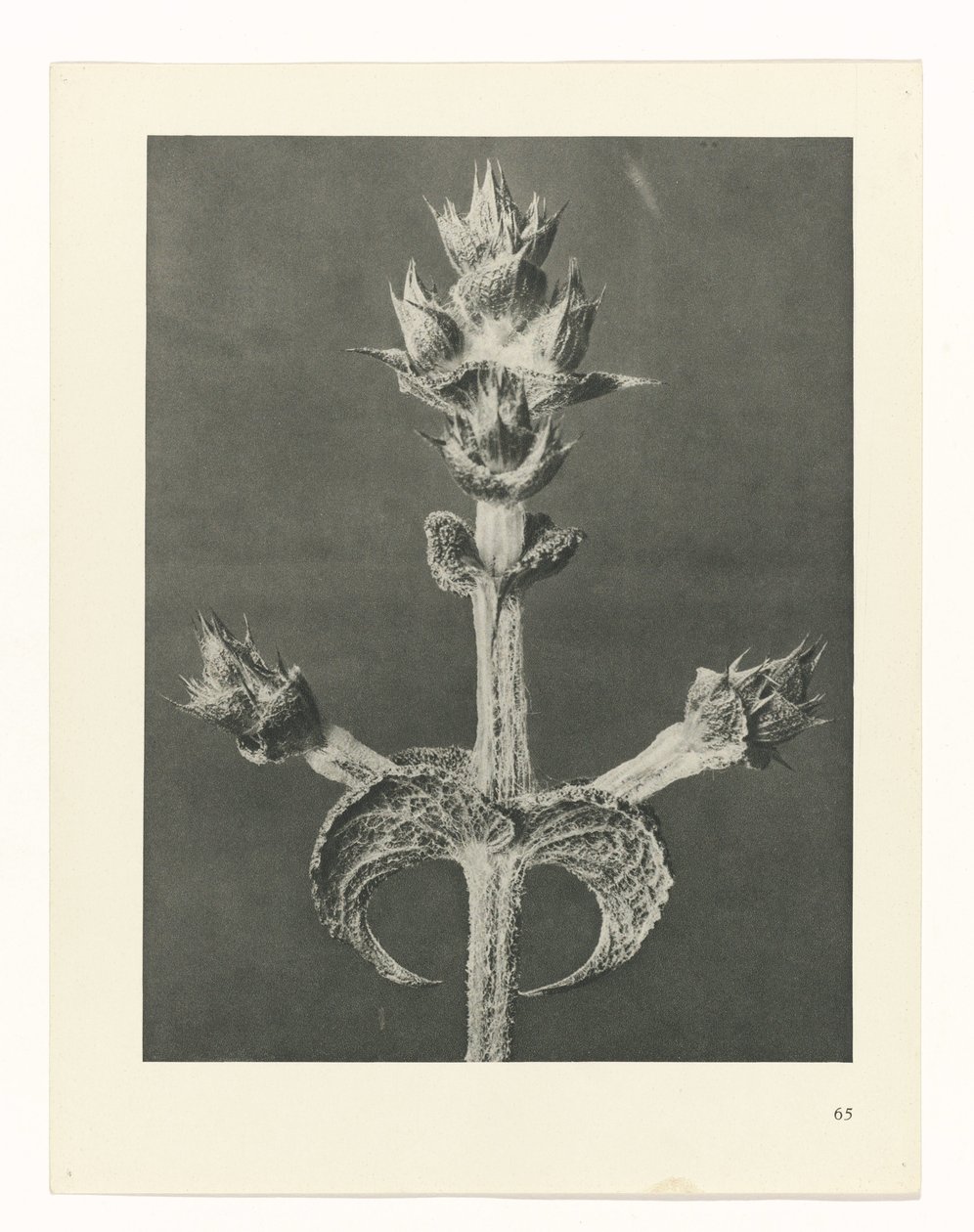 Plant Study (Urformen der Kunst series) by Karl Blossfeldt