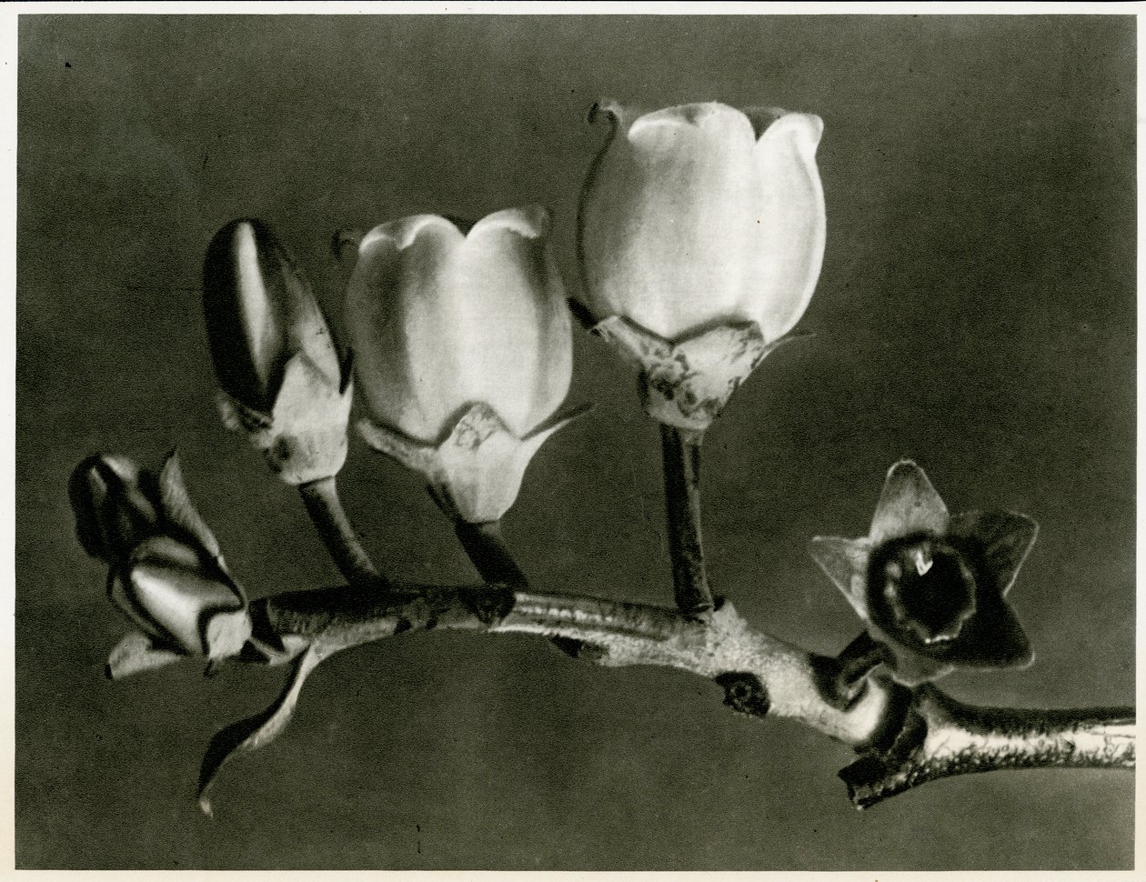 Vaccinium Corymbosum by Karl Blossfeldt