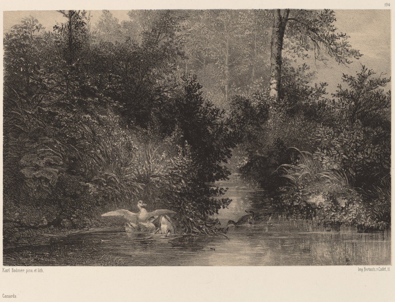 Ducks by Karl Bodmer