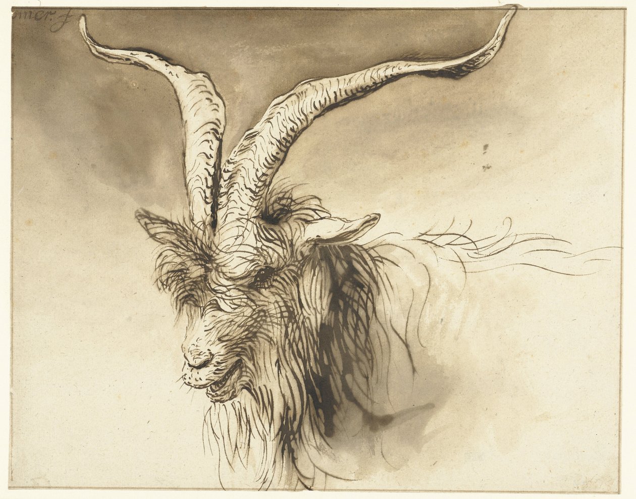 Head of a Dutch Landrace Goat by Lambert Doomer