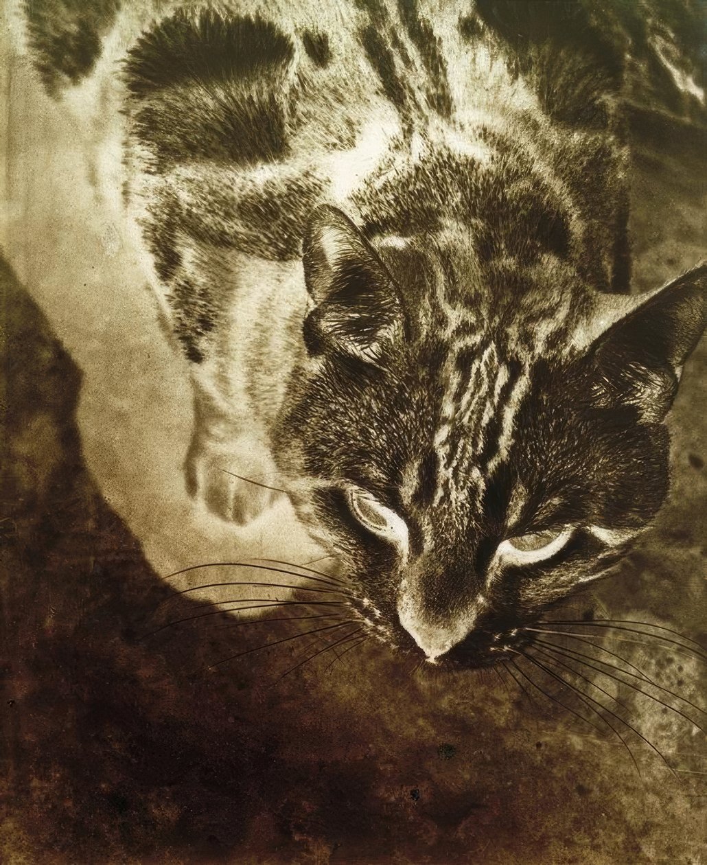 Cat (Negative Print) by Laszlo Moholy Nagy