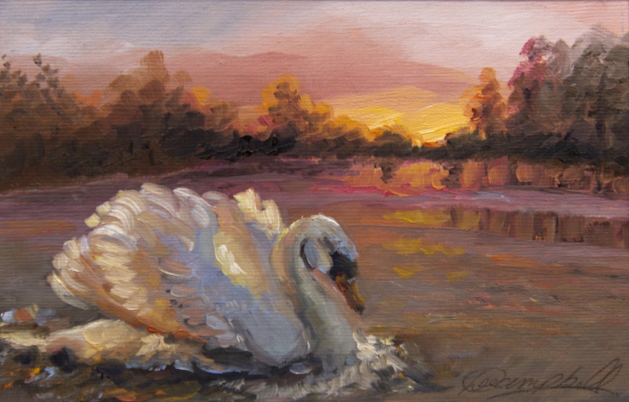 Swan at Sunrise, 2016 by Lee Campbell