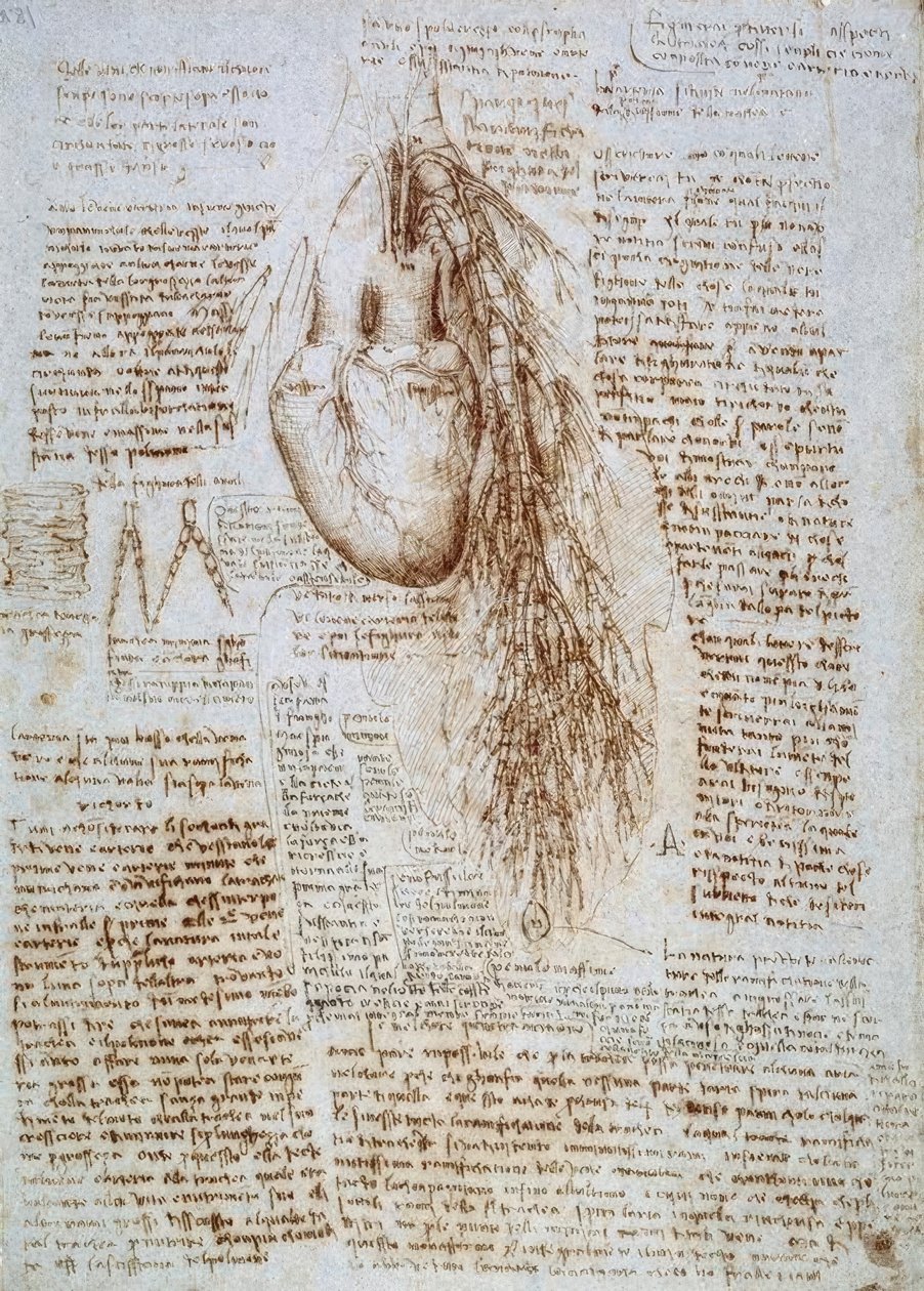 Anatomy Study: The Heart and Surrounding Blood Vessels with the Lung by Leonardo da Vinci