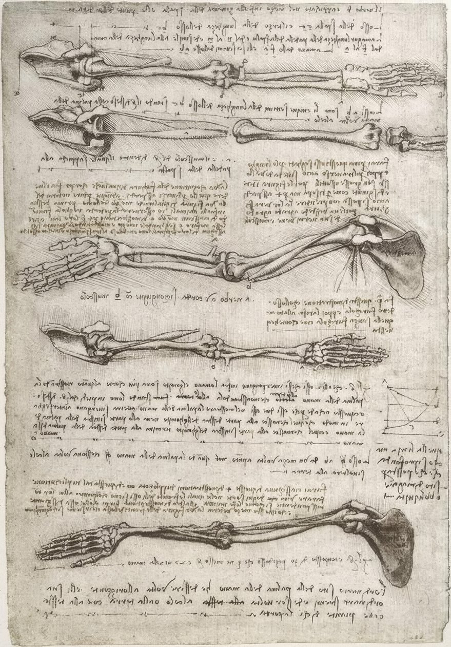 Anatomy Studies by Leonardo da Vinci